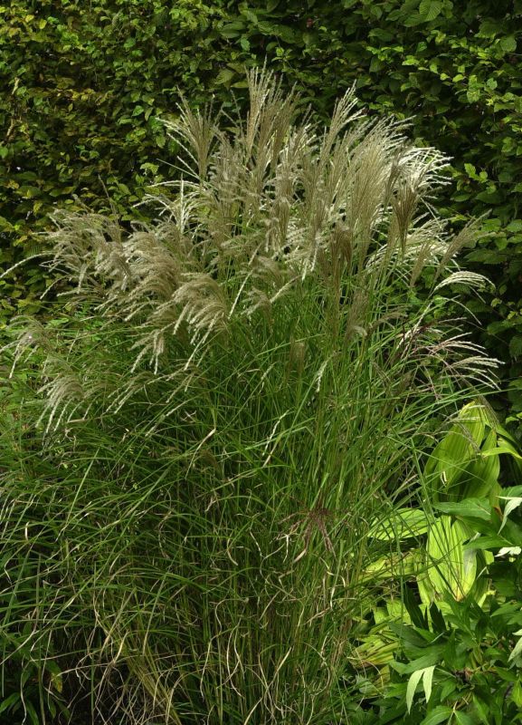 Garten-Chinaschilf 'Kleine Fontäne' - Miscanthus sinensis 'Kleine Fontäne'