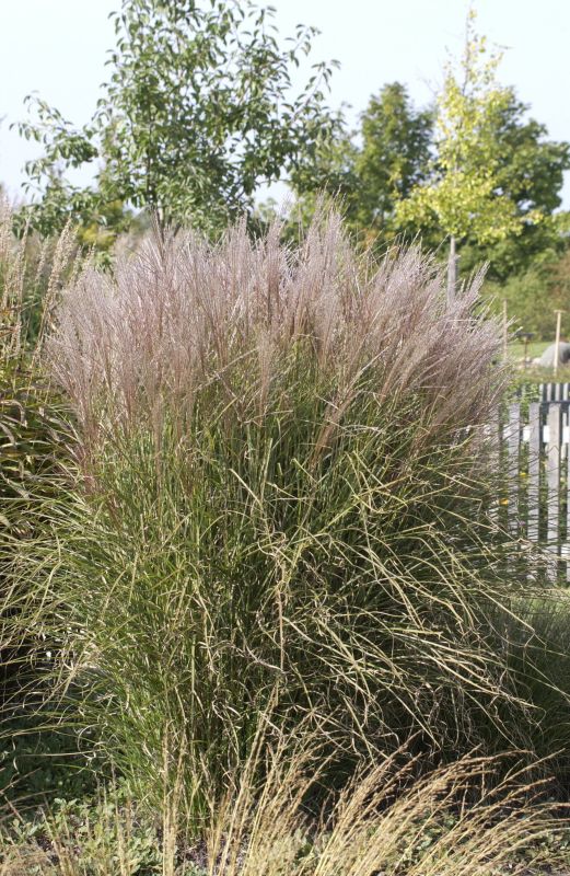 Garten-Chinaschilf 'Kleine Silberspinne' - Miscanthus sinensis 'Kleine Silberspinne'