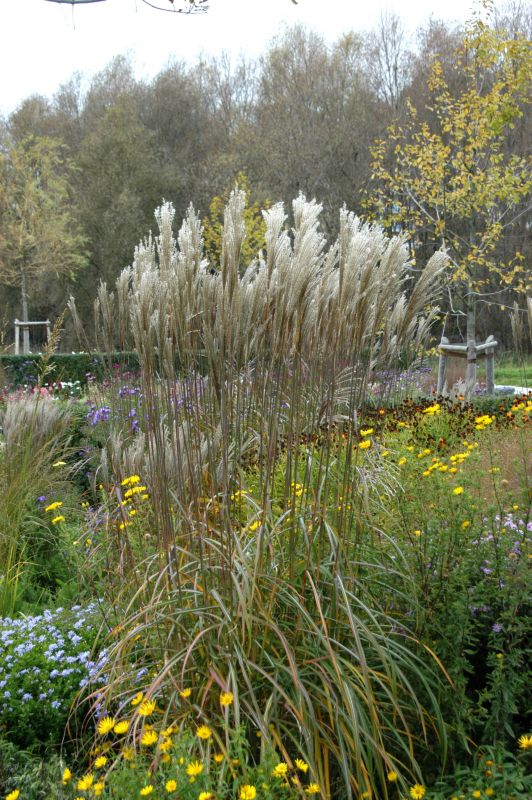 Garten-Chinaschilf 'Malepartus' - Miscanthus sinensis 'Malepartus'