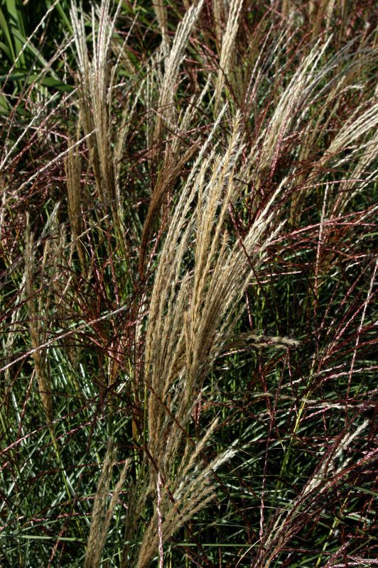 Garten-Chinaschilf 'Silberspinne' - Miscanthus sinensis 'Silberspinne'