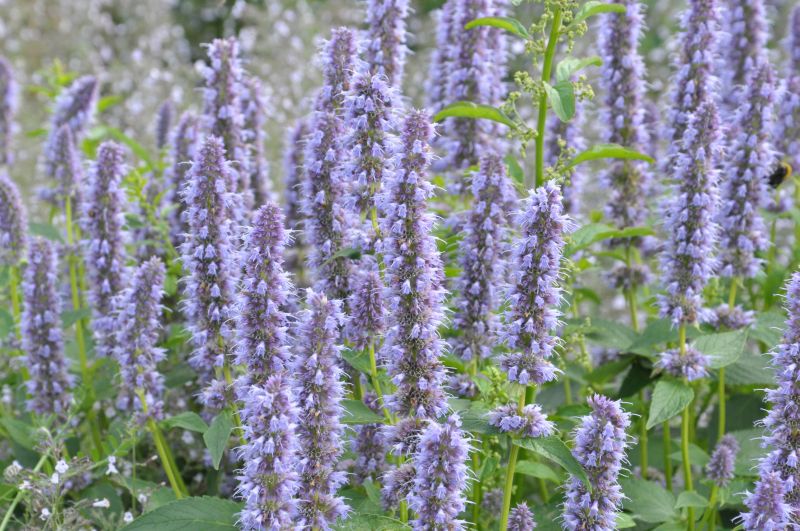 Garten-Duftnessel - Agastache rugosa 'Blue Fortune'