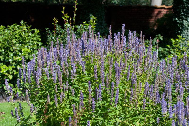 Garten-Duftnessel - Agastache rugosa 'Blue Fortune'