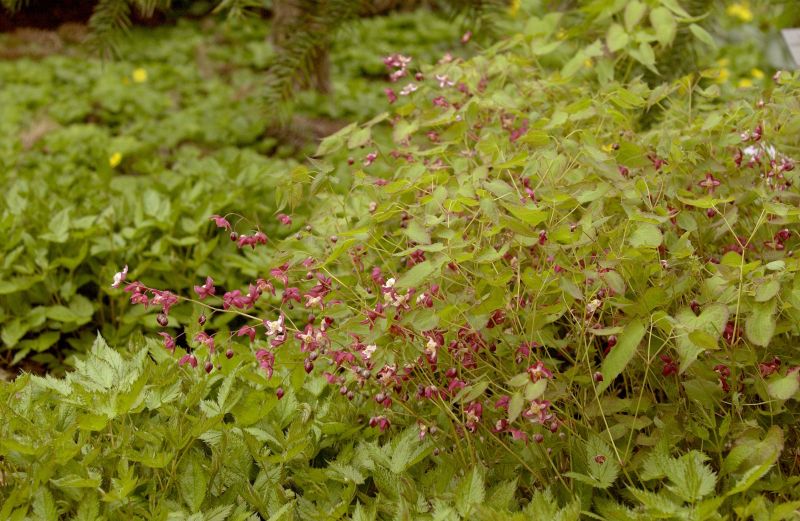 Garten-Elfenblume - Epimedium x rubrum