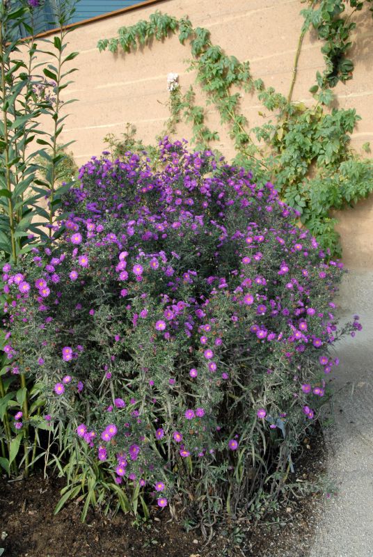Garten-Glattblatt-Aster Royal Ruby - Aster novi-belgii 'Royal Ruby'