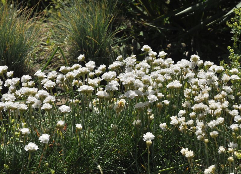 Garten-Grasnelke Alba - Armeria maritima 'Alba'
