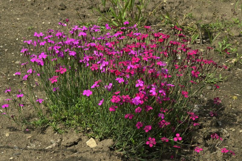 Garten-Heide-Nelke Leuchtfunk - Dianthus deltoides 'Leuchtfunk'