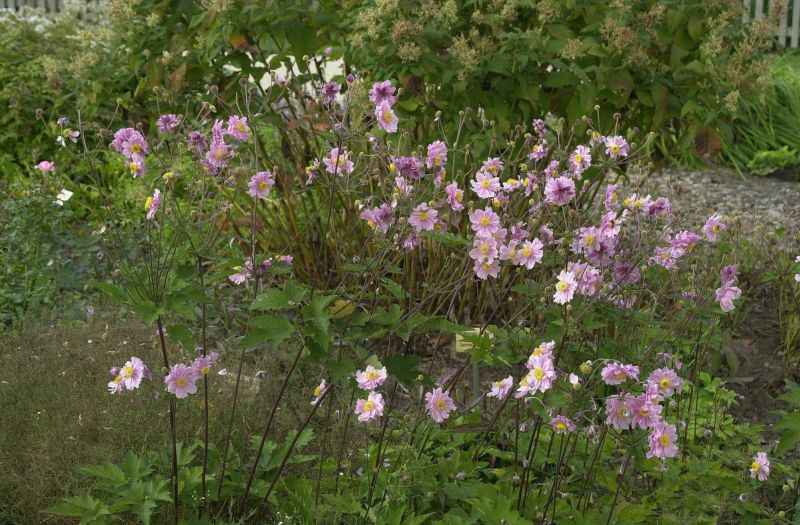 Garten-Herbst-Anemone Königin Charlotte - Anemone japonica 'Königin Charlotte'