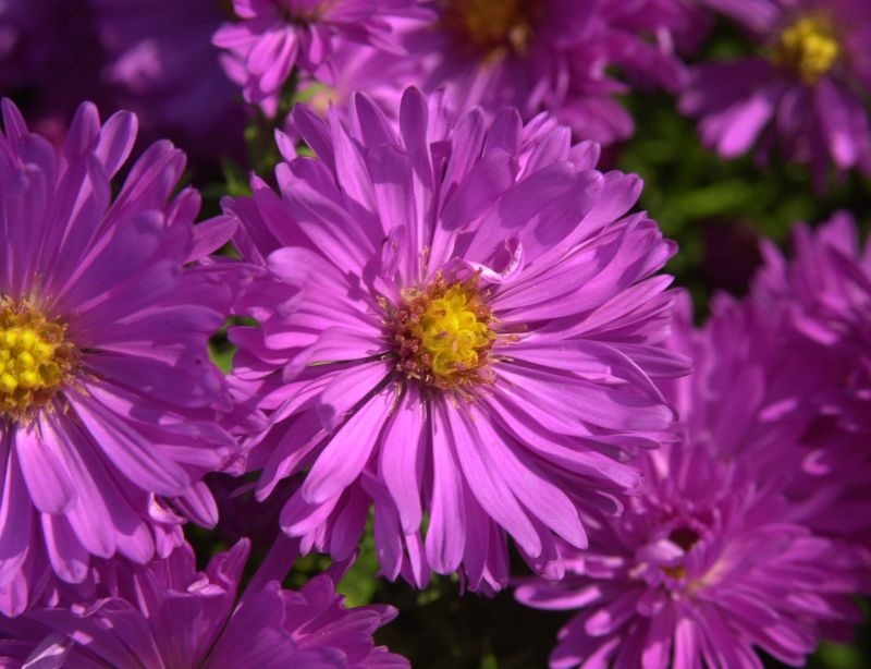 Garten-Kissen-Aster Kassel - Aster dumosus 'Kassel'