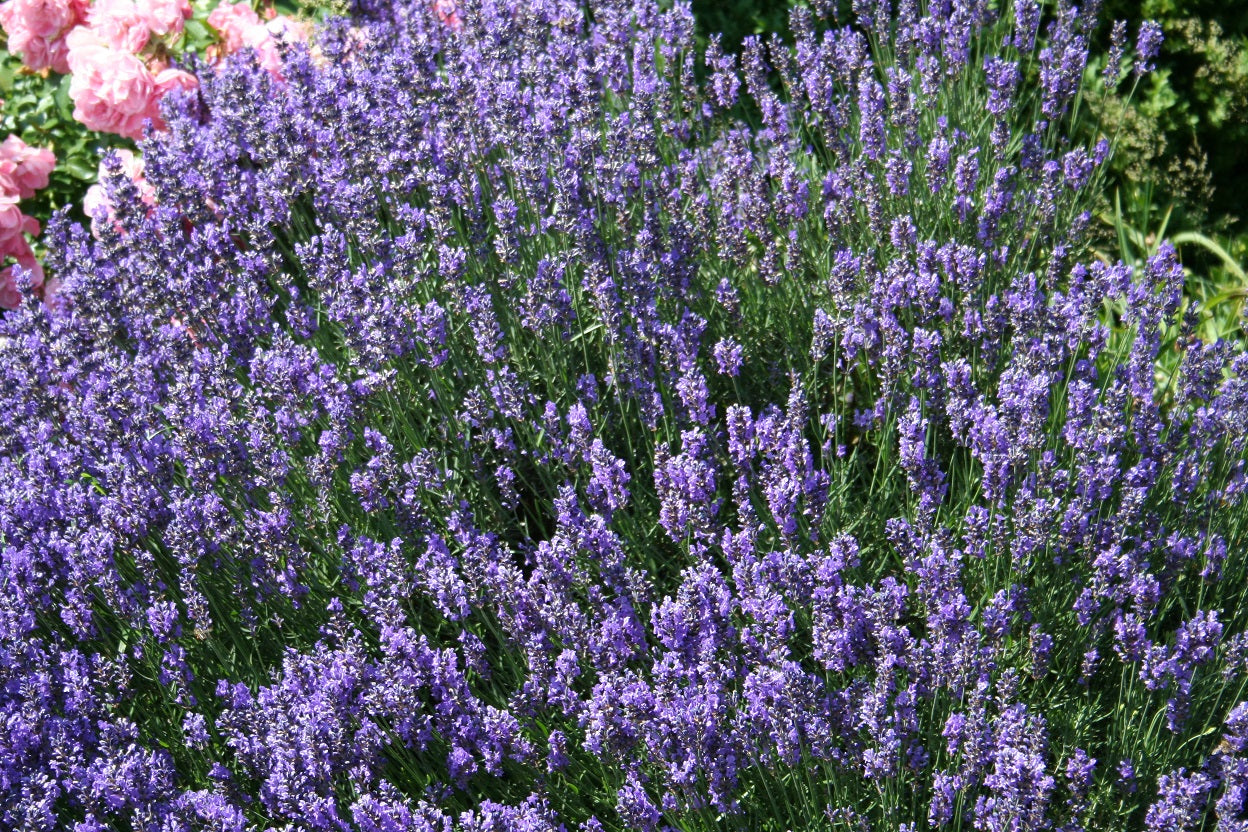 Garten-Lavendel Hidcote Blue - Lavandula angustifolia 'Hidcot.Blue'