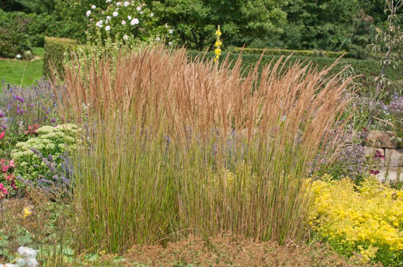 Garten-Reitgras  Karl Foerster - Calamagrostis x acutiflora 'Karl Foerster'