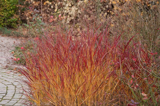 Garten-Ruten-Hirse Rehbraun - Panicum virgatum 'Rehbraun'