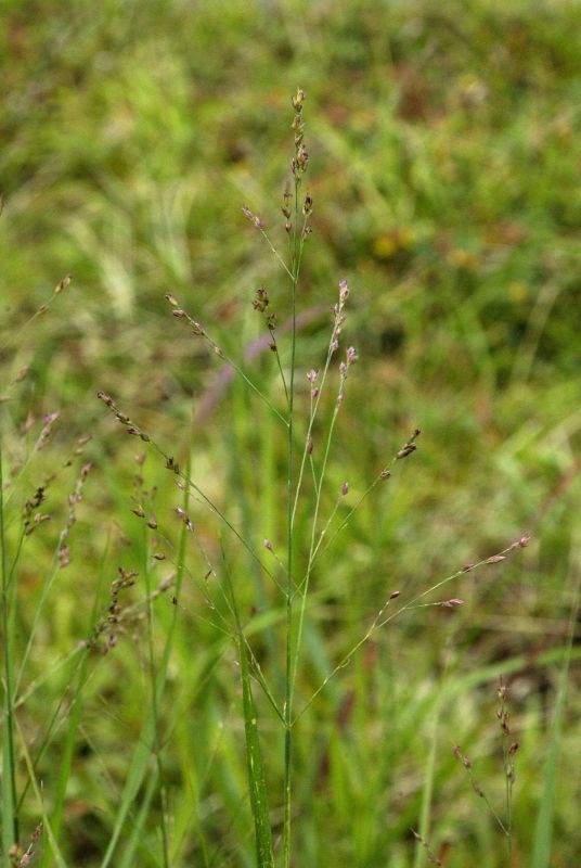 Garten-Ruten-Hirse Rotstrahlbusch - Panicum virgatum 'Rotstrahlbusch'