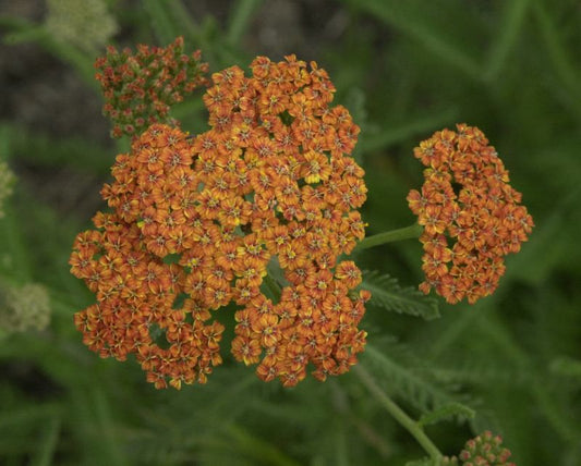 Garten-Schaf-Garbe Terracotta - Achillea millefolium 'Terracotta'