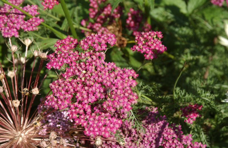 Garten-Schaf-Garbe Cerise Queen - Achillea millefolium 'Cerise Queen'