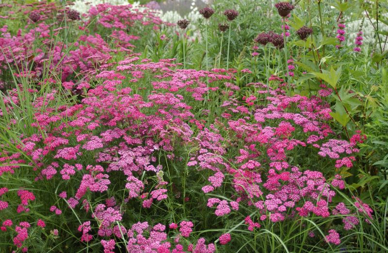 Garten-Schaf-Garbe Cerise Queen - Achillea millefolium 'Cerise Queen'