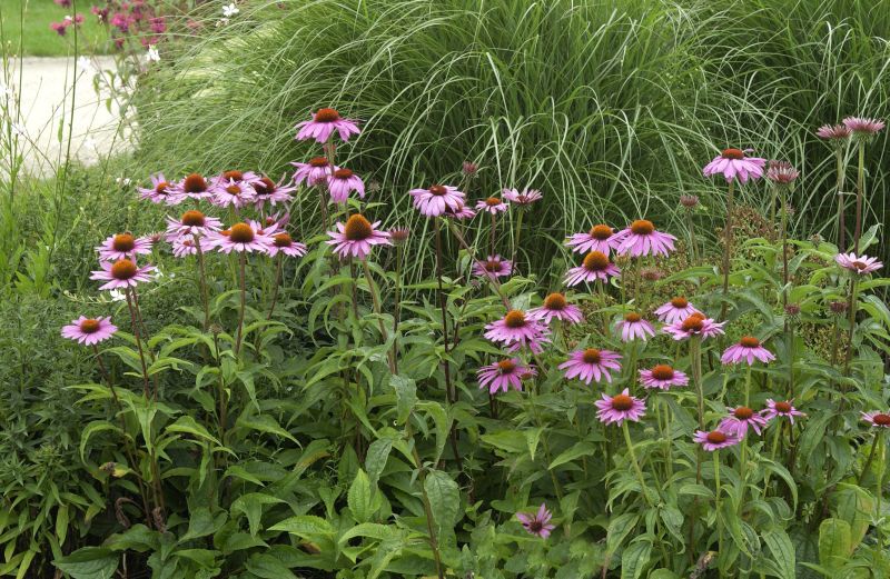Garten-Scheinsonnenhut Magnus - Echinacea purpurea 'Magnus'