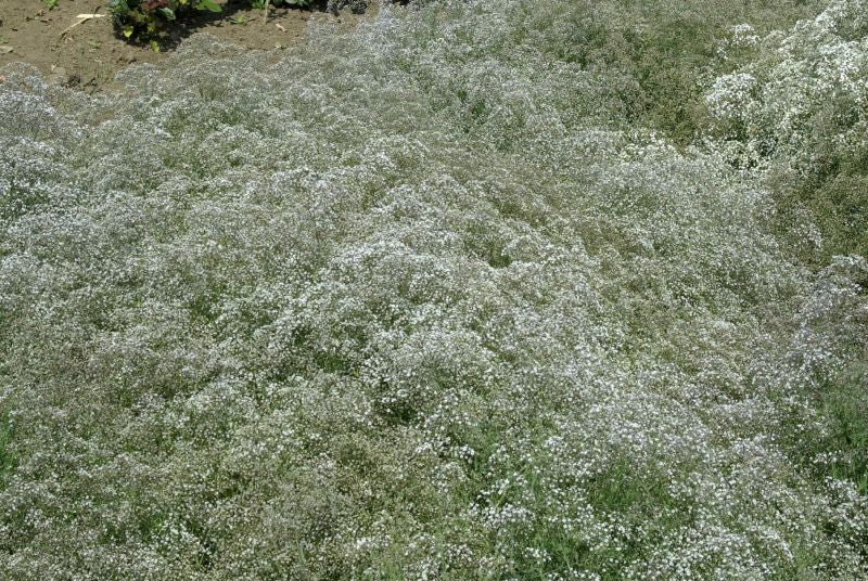 Garten-Schleierkraut Schneeflocke - Gypsophila paniculata 'Schneeflocke'