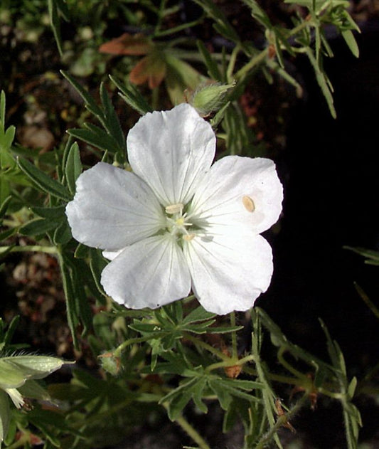 Garten-Schnee-Storchschnabel - Geranium sanguineum 'Album'