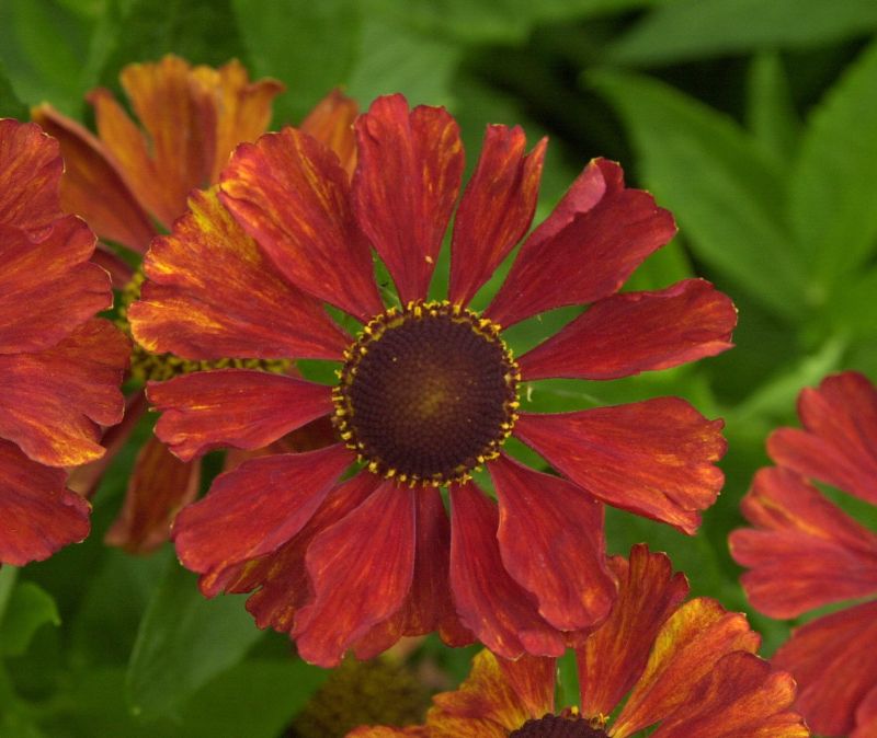 Garten-Sonnenbraut Baudirektor Linne - Helenium x cult.'Baudirektor Linne'