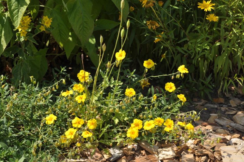 Garten-Sonnenröschen Sterntaler - Helianthemum x cult.'Sterntaler'