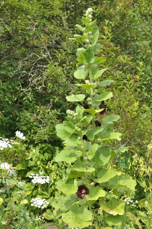 Garten-Stockrose Nigra - Alcea rosea 'Nigra'