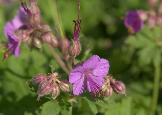 Garten-Storchschnabel Ingwersen - Geranium macrorrhizum 'Ingwersen'