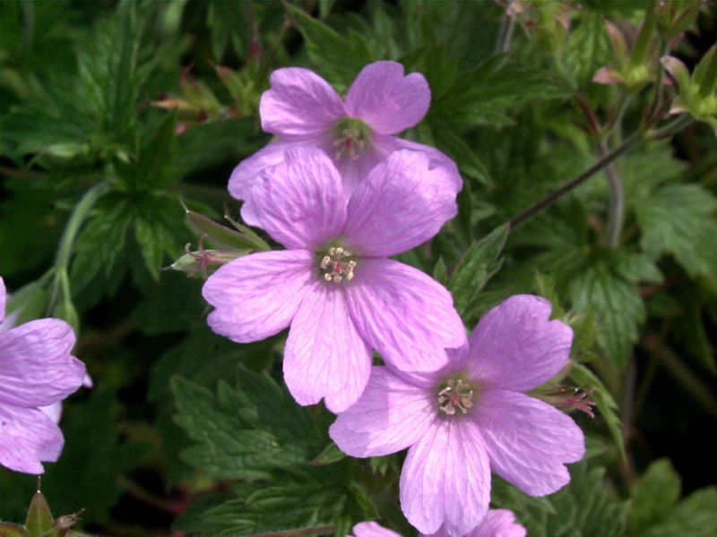 Garten-Storchschnabel Spessart - Geranium macrorrhizum 'Spessart'