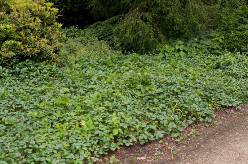 Garten-Zier-Erdbeere - Fragaria chiloense 'Chaval'