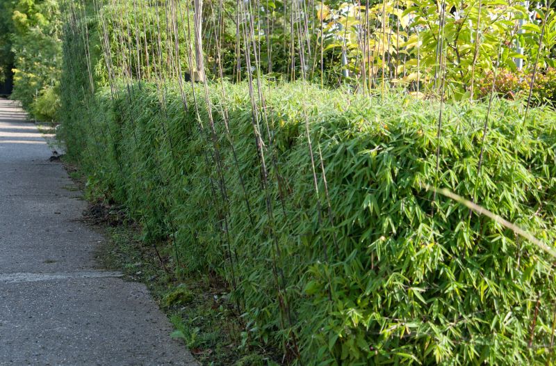 Gartenbambus 'Jiuzhaigou 1' - Fargesia 'Jiuzhaigou 1'