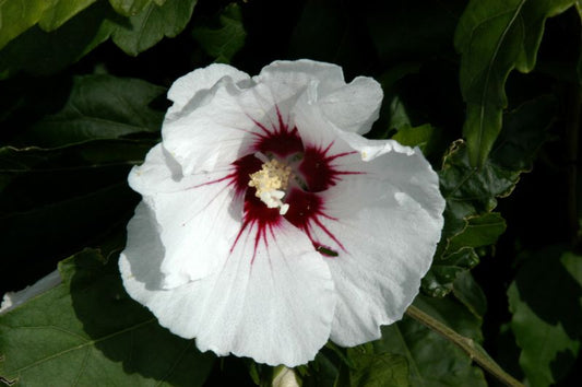 Garteneibisch 'Monstrosus' - Hibiscus 'Monstrosus'