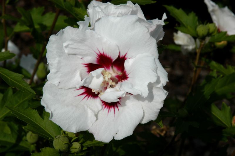 Garteneibisch 'Speciosus' - Hibiscus syriacus 'Speciosus'