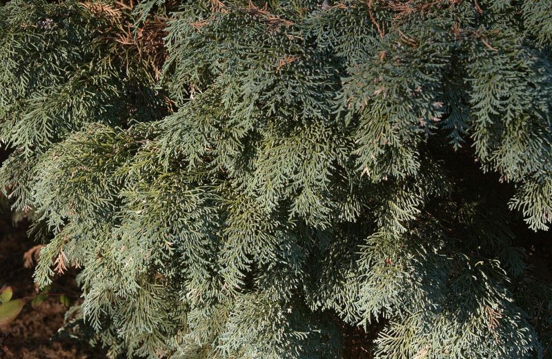 Gartenzypresse 'Glauca Spek' - Chamaecyparis lawsoniana 'Glauca Spek'