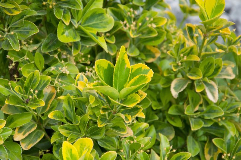 Gelbbunte Japanspindel 'Aureomarginatus' - Euonymus japonicus 'Aureomarginatus'