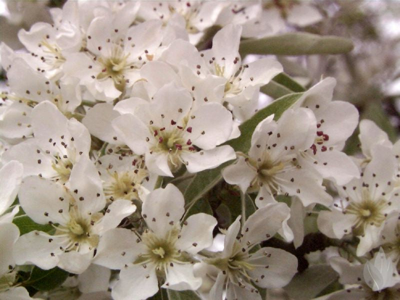 Gemeine Birne - Pyrus communis CAC