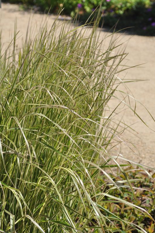 Gestreiftblättriges Garten-Reitgras - Calamagrostis x acutiflora 'Overdam'