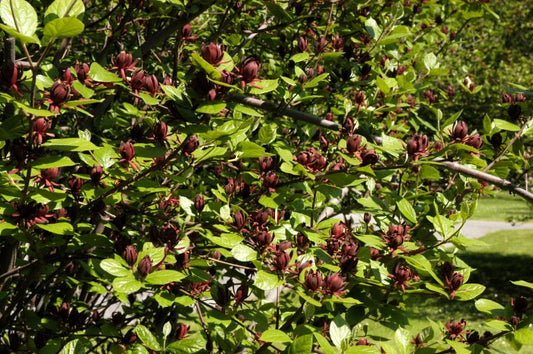 Gewürzstrauch floridus - Calycanthus floridus