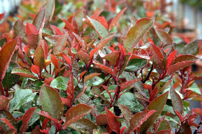 Glanzmispel 'Red Robin' - Photinia fraseri 'Red Robin'