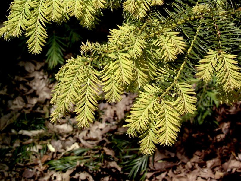 Gold-Tafeleibe - Taxus baccata 'Repandens Aurea'