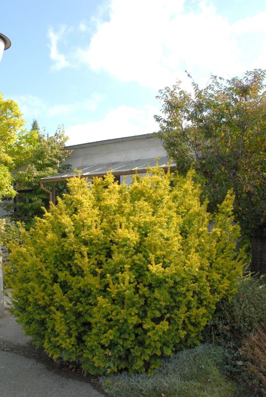 Goldene Straucheibe
