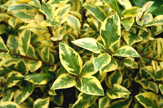 Goldliguster - Ligustrum ovalifolium 'Aureum'