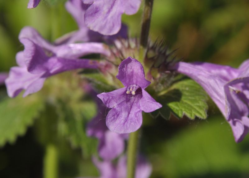 Großblütiger Garten-Ziest - Stachys grandiflora 'Superba'