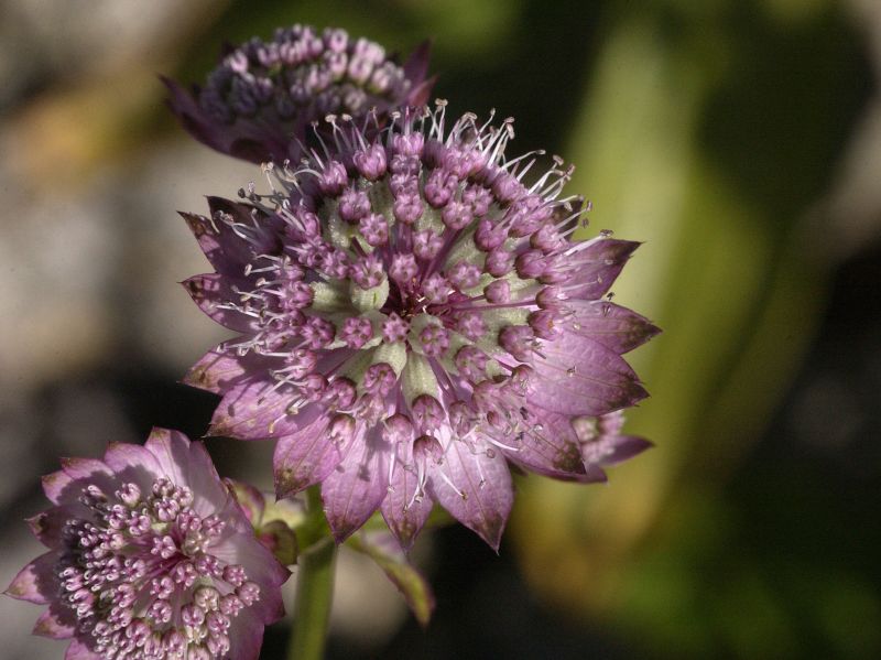 Große Sterndolde - Astrantia major