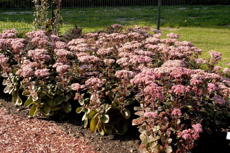 Großes Garten-Fettblatt - Sedum telephium 'Matrona'