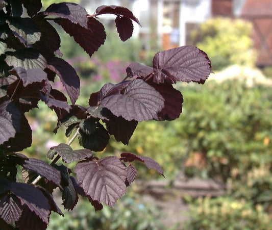Großfrüchtige Waldhasel 'Rotbl.Zellernuss' - Corylus avellana 'Rotblättrige Zellernuss'