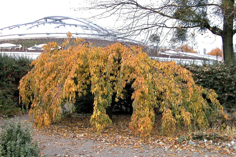 Hängende Frühlingskirsche - Prunus subhirtella 'Pendula' CAC