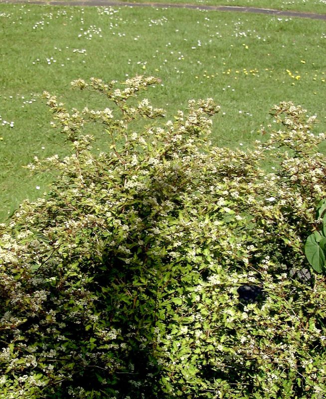 Halbhohe Kranzspiere - Stephanandra incisa