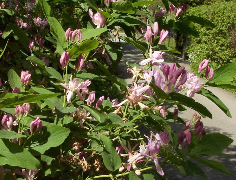 lonicera korolkowii zabelii Heckenkirsche