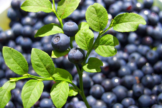 Heidelbeere 'Bluecrop' - Vaccinium corymbosum 'Bluecrop'