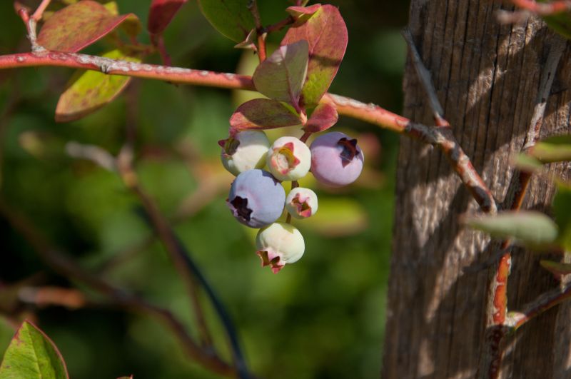 Heidelbeere 'Duke' - Vaccinium corymb.'Duke'