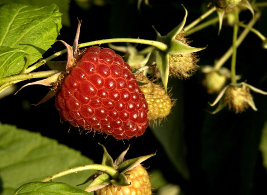 Himbeere 'Malling Promise' - Rubus idaeus 'Malling Promise' CAC